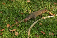 Varanus salvator macromaculatus