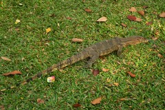 Varanus salvator macromaculatus