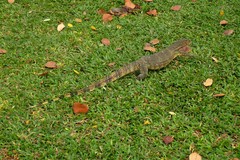 Varanus salvator macromaculatus