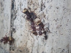 Camponotus chazaliei