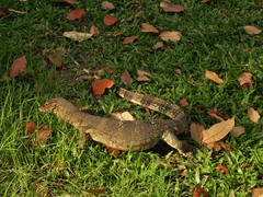 Varanus salvator macromaculatus