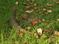 Varanus salvator macromaculatus