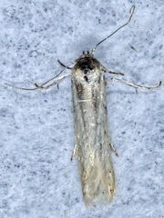 Calosima dianella