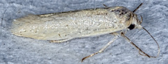 Calosima dianella