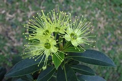 Xanthostemon chrysanthus