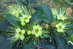 Xanthostemon chrysanthus