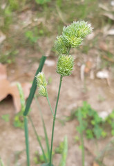 Dactylis glomerata