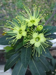 Xanthostemon chrysanthus