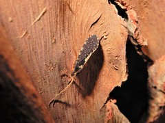Polyplectropus