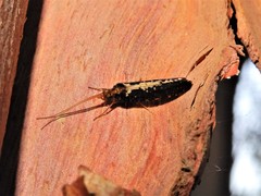 Polyplectropus
