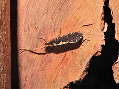 Polyplectropus