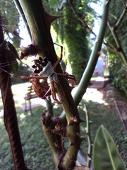 Argiope argentata