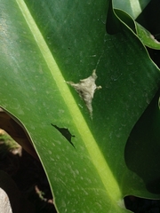 Argiope argentata