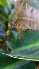 Argiope argentata