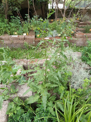 Rumex crispus crispus