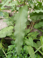 Rumex crispus crispus