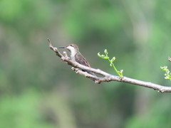 Chrysolampis mosquitus
