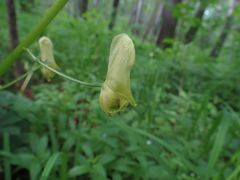 Aconitum ranunculoides