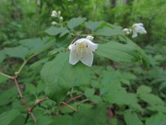 Philadelphus tenuifolius