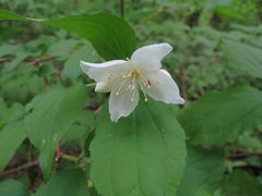 Philadelphus tenuifolius