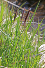 Alopecurus arundinaceus