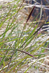 Alopecurus arundinaceus