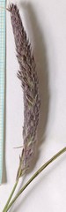 Alopecurus arundinaceus