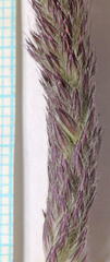 Alopecurus arundinaceus
