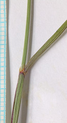 Alopecurus arundinaceus