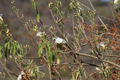 Ipomoea murucoides