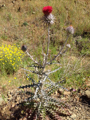 Cirsium occidentale
