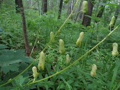 Aconitum ranunculoides