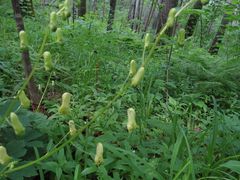 Aconitum ranunculoides