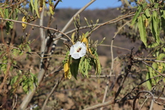 Ipomoea murucoides