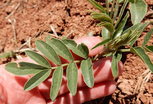 American Licorice seedling