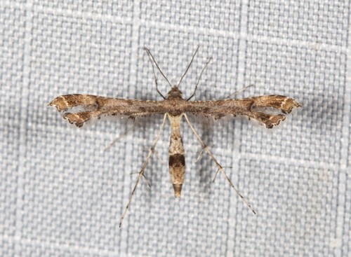 Lantana Plume Moth