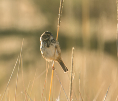 Xenospiza baileyi