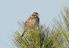 Xenospiza baileyi
