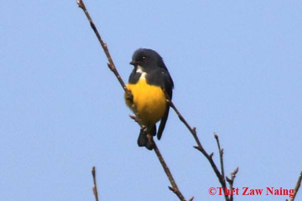 Yellow-bellied Flowerpecker
