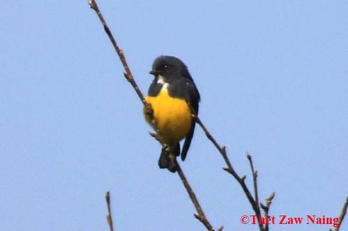 Yellow-bellied Flowerpecker