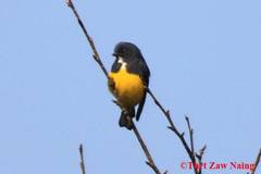 Dicaeum melanozanthum