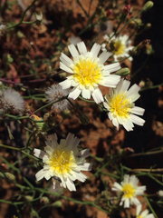 Malacothrix floccifera
