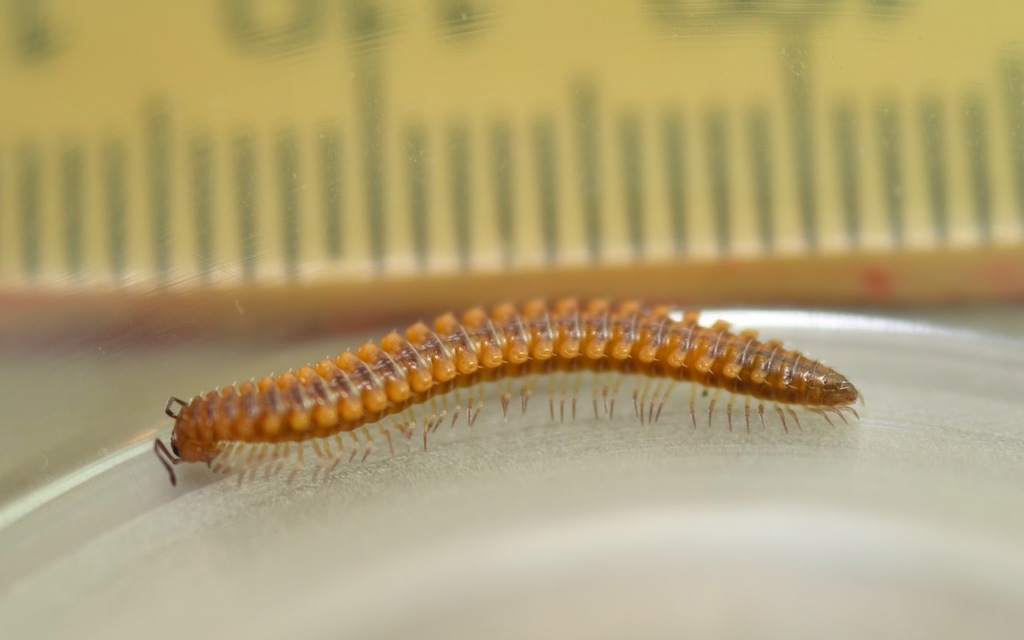 Craspedosomatidae