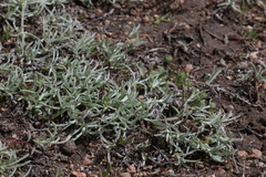 Gnaphalium exilifolium