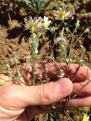 Malacothrix floccifera