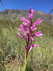 Disa pulchra