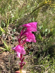 Disa pulchra