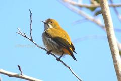 Dicaeum chrysorrheum