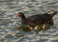 Cairina moschata domestica