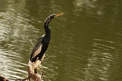 Anhinga anhinga